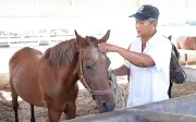 Những Người Giữ Nghề Đua Ngựa: Níu Giữ Thời Vàng Son Trong Hoài Niệm