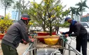 Hà Tĩnh Sôi Động Với Nghề Chở Thuê Cây Cảnh Dịp Tết, Thu Nhập Tiền Triệu