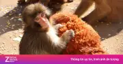 Khỉ con bị mẹ bỏ rơi trở thành hiện tượng mạng, kéo khách đổ xô đến sở thú Nhật Bản