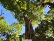 Lâm Đồng: Hơn 1.000 cây thông đỏ cổ thụ, cây 2.500 năm được tôn là 'thần mộc'