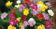 Loài hoa nhỏ đang chiếm lĩnh không gian sống trong nhà phố và căn hộ cao cấp