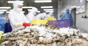 Mỹ giảm mạnh thuế chống bán phá giá với tôm Việt, xuất khẩu hứa hẹn tăng tốc