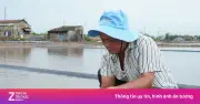Mưa Trái Mùa Tàn Phá Hơn 9.000 Tấn Muối, Diêm Dân Cà Mau Đối Mặt Với Mất Mùa