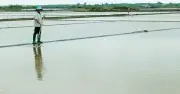 Mưa trái mùa tàn phá muối Cà Mau, thiệt hại hàng chục tỉ đồng