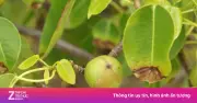 Manchineel: Quả Táo Tử Thần Ẩn Mình Giữa Thiên Đường Caribbean