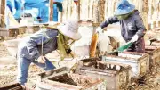 Mật ong Biển Hồ vươn xa nhờ chuyển đổi số, nông dân Gia Lai làm giàu từ công nghệ