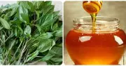 Mật ong và húng quế: Bộ đôi vàng cho sức khỏe toàn diện