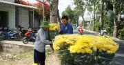 Làng hoa Mỹ Phong rực rỡ sắc xuân, nông dân tất bật đón Tết Bính Ngọ 2026