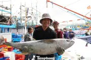 Ngư dân Quảng Ngãi đón Tết sung túc nhờ mùa cá bội thu tại Hoàng Sa, Trường Sa