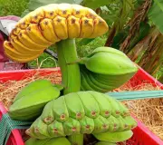 Ông nông dân Đồng Nai thu gần 400 triệu đồng từ chuối 'bàn tay Phật' dịp Tết