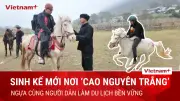 Ngựa Tùng Vó Điểm Nhãn Độc Đáo: Điểm Hút Khách Du Lịch Tới Cao Nguyên Tràng