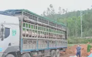 Nghệ An: Ngăn chặn xe vận chuyển hơn 15 tấn lợn nhiễm dịch tả lợn châu Phi