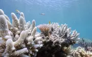 Nghiên cứu cảnh báo: Hơn 50% rạn san hô toàn cầu bị tẩy trắng nghiêm trọng