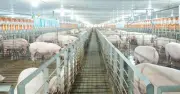 Ngành chăn nuôi 2025: Phân hóa mạnh với lợi nhuận tăng vọt và áp lực giảm sâu