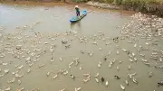 Những 'Du Mục' Ruộng Đồng: Tết Là Ngày Thường Trong Hành Trình Mưu Sinh