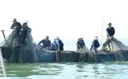 Nhịp sống mưu sinh rộn ràng trên Hồ Trị An những ngày cận Tết Nguyên đán