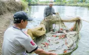 Nông dân Đắk Lắk thuần dưỡng 'thủy quái' sông Sêrêpốk, thu lãi hàng trăm triệu đồng