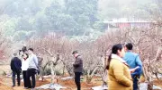 Đào Đà Bắc: Từ cây cảnh truyền thống đến mô hình kinh tế bền vững vùng cao
