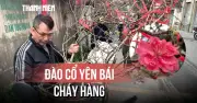 Đảo Cô Yên Bái Cháy Hàng Giữa Cao Điểm, Cung Ứng Hoa Cho Hà Nội