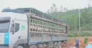 Phát hiện xe tải chở hơn 15 tấn heo nhiễm dịch tả lợn châu Phi dịp cận Tết