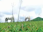 Quan Sơn - 'Thủ phủ bạch mã' Lạng Sơn: Mô hình kinh tế giúp dân thoát nghèo