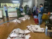 Quảng Ngãi khởi tố loạt vụ buôn bán, giết mổ lợn nhiễm dịch tả châu Phi