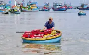 Quảng Ngãi rộn ràng mùa cá nục, ngư dân thu hàng tấn cá mỗi đêm