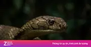 Rắn hổ mang chúa Ấn Độ lan rộng nhờ 'quá giang' tàu hỏa, dấy lên lo ngại mới