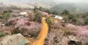 Sắc Đào Lùng Cúng: Bức Tranh Xuân Huyền Ảo Giữa Núi Rừng Tây Bắc