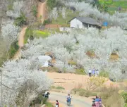 Sắc Trắng Hoa Mận Phủ Kín Triền Đồi Cao Nguyên Bắc Hà, Thu Hút Du Khách