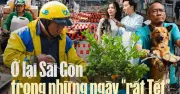 Sài Gòn dịu lại trước Tết: Những khoảnh khắc bình yên giữa phố thị