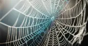 Giải mã thành công bí mật siêu bền của tơ nhện, mở ra kỷ nguyên vật liệu mới