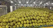 Sầu Riêng Việt Nam Sốt Giá Đầu Năm, Hứa Hẹn Vượt Thái Lan Trên Thị Trường Tỷ Dân