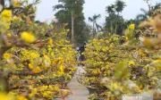 Sắc Vàng Rực Rỡ Trên Phố, Hoa Mai Nghệ An Bung Nở Đón Tết Nguyên Đán