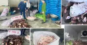 Thanh Hóa phát hiện gần 6 tấn xương trâu bò hôi thối chuẩn bị bán cho quán phở, lẩu