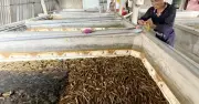 Thanh niên nông thôn làm giàu từ mô hình nuôi lươn không bùn, thu lãi hơn 1 tỉ đồng mỗi năm