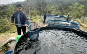 Thanh niên miền Bắc lập trang trại cá hồi, cá tầm thành công tại Đà Nẵng