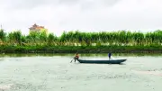 Thách Thức Con Giống: Bài Toán Nan Giải Cho Nuôi Trồng Thủy Sản Đồng Bằng Sông Hồng
