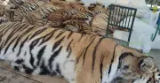 Thảm kịch 72 con hổ chết trong 10 ngày ở Thái Lan: Bệnh chó lây sang hổ gây chấn động