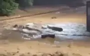 Thảm kịch lũ quét Brazil: Quan tài trôi nổi trên phố, hàng chục người thiệt mạng