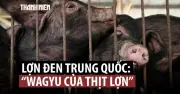 Thịt Lợn Đen Trở Lại: Cứu Cánh Cho Ngành Chăn Nuôi Trung Quốc Dịp Tết