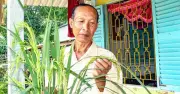 Thầy giáo già hồi sinh giống lúa gạo đỏ Hồng Ngọc Óc Eo sau 20 năm lai tạo