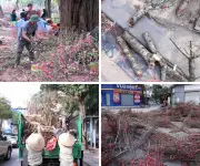 Tiểu thương Hà Nội xả rẻ, chặt phá đào Tết vì ế ẩm kỷ lục