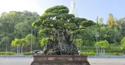 Triển Lãm Sinh Vật Cảnh Đầu Xuân 2026 Tại Quảng Ngãi Quy Tụ 600 Tác Phẩm Bonsai Đặc Sắc