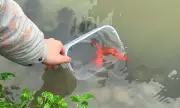 Người dân đô thị vất vả tìm nơi thả cá chép an toàn ngày ông Táo