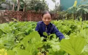Vườn Rau Xanh Mướt Hồi Sinh Sau Lũ Dữ Ở Hà Tĩnh: Câu Chuyện Kiên Cường Của Người Dân