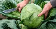 Cảnh báo: Bắp cải phun formaldehyde có 3 dấu hiệu nhận biết rõ ràng