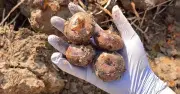 Củ Năng: Ăn Sống Giải Độc, Nấu Chín Bổ Phổi - Nguyên Liệu Rẻ Tiền Mùa Xuân