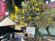 Xu hướng thuê mai, đào Tết lên ngôi tại TP.HCM: Tiết kiệm, tiện lợi