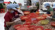 Xuất khẩu điều Việt Nam bùng nổ, đạt kỷ lục vào đầu năm 2026